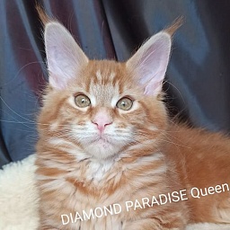 Diamond Paradise Queen