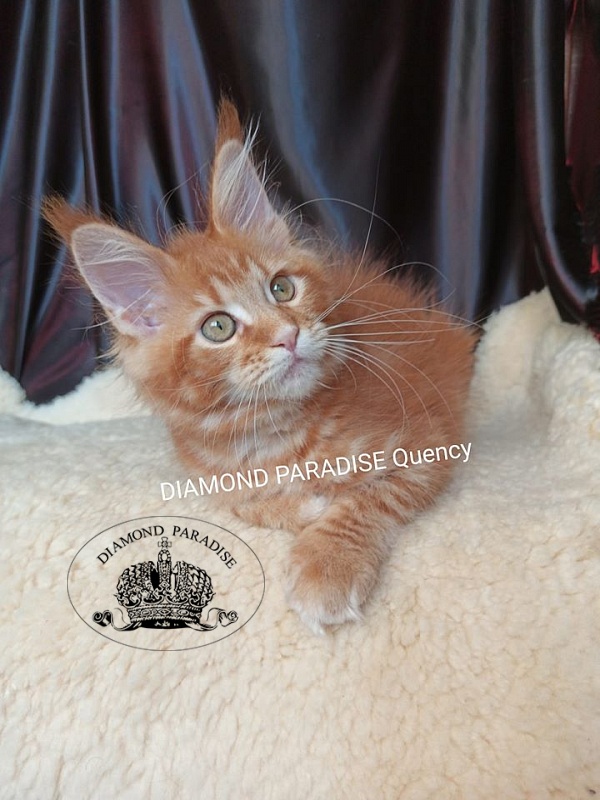 Diamond Paradise Quency - maine-coon