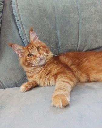 Diamond Paradise Quency - Kitten maine-coon 6.5 months