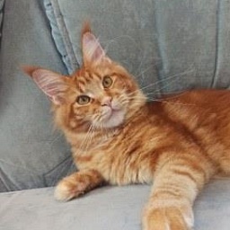 Diamond Paradise Quency