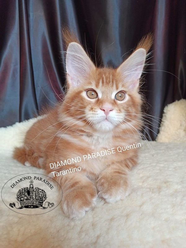 Diamond Paradise Quentin Tarantino - мейн-кун