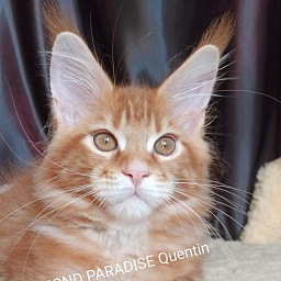 Diamond Paradise Quentin Tarantino