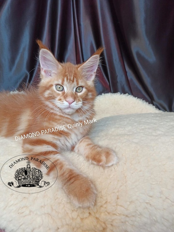 Diamond Paradise Quinly Mark - maine-coon