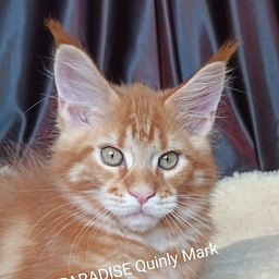 Diamond Paradise Quinly Mark