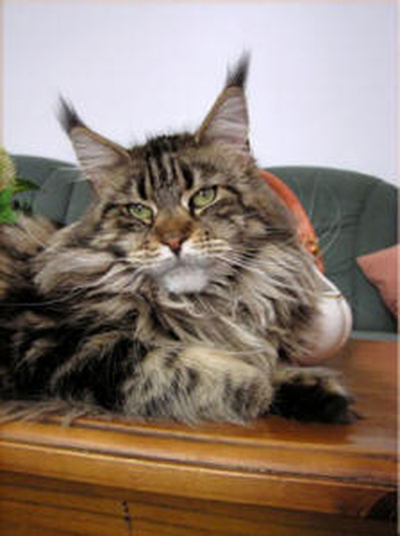 Emy-Shou vom Monchswalder Berg - maine-coon