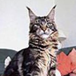 Is Da Wa B'Nice Angel