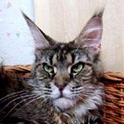 Langstteich's Non'Stop