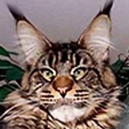 Langstteich's ES'Nemesis