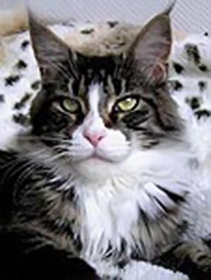 Langstteich's M'Deja-Vue - maine-coon
