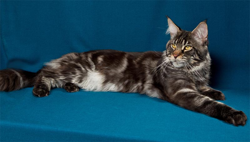 Langstteich's Finale - maine-coon