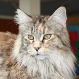 Thunderball's Walsing Mathilda