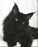 Thunderball's BlackJack - maine-coon