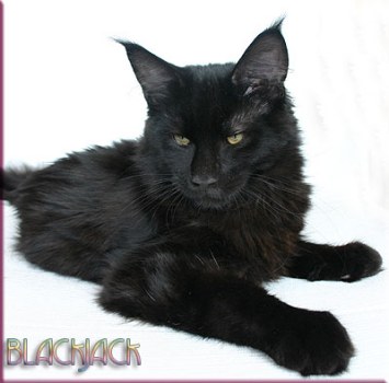 Thunderball's BlackJack - maine-coon