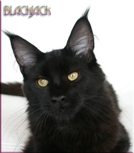 Thunderball's BlackJack - maine-coon
