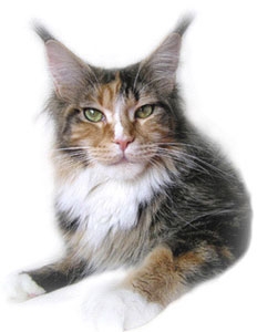 Pillowtalk's Showgirl of Langstteich's - maine-coon