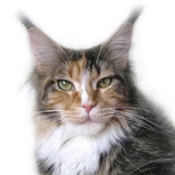 Pillowtalk's Showgirl of Langstteich's