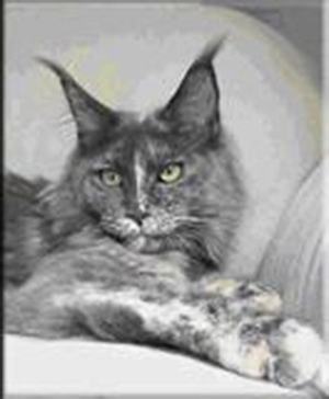 Langstteich's P'Salsa - maine-coon