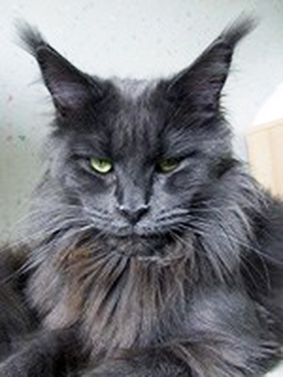 Langstteich's Bella Fantastica - maine-coon