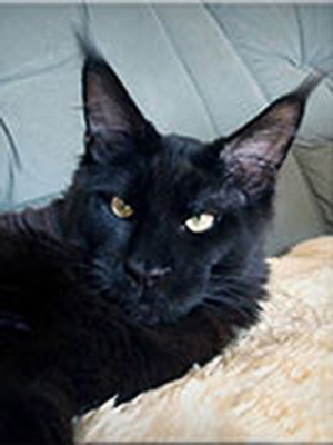 Langstteich's Black-Out - maine-coon