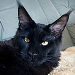 Langstteich's Black-Out