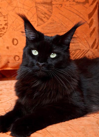 Langstteich's Bella'Toscana - maine-coon