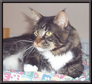 Never Mind's Radio Ga-Ga - мейн-кун