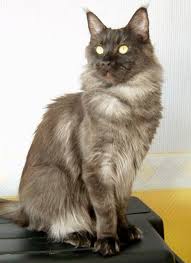 Escape's Hermione - мейн-кун