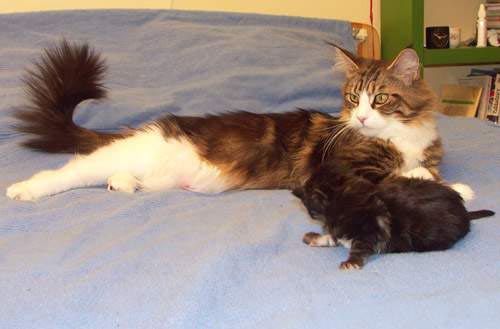 Dixi Duch Jompi - мейн-кун