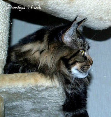 Denebola Kocurro - maine-coon