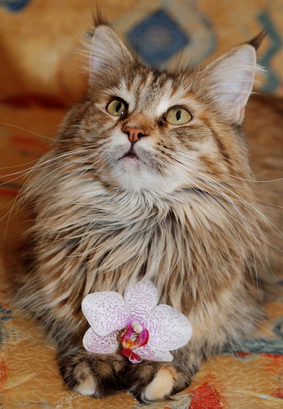 Jutta Achalajeg - мейн-кун