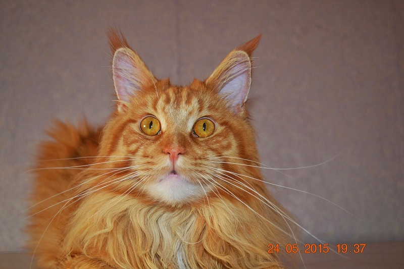 Force of Life Never Let Me Go - maine-coon