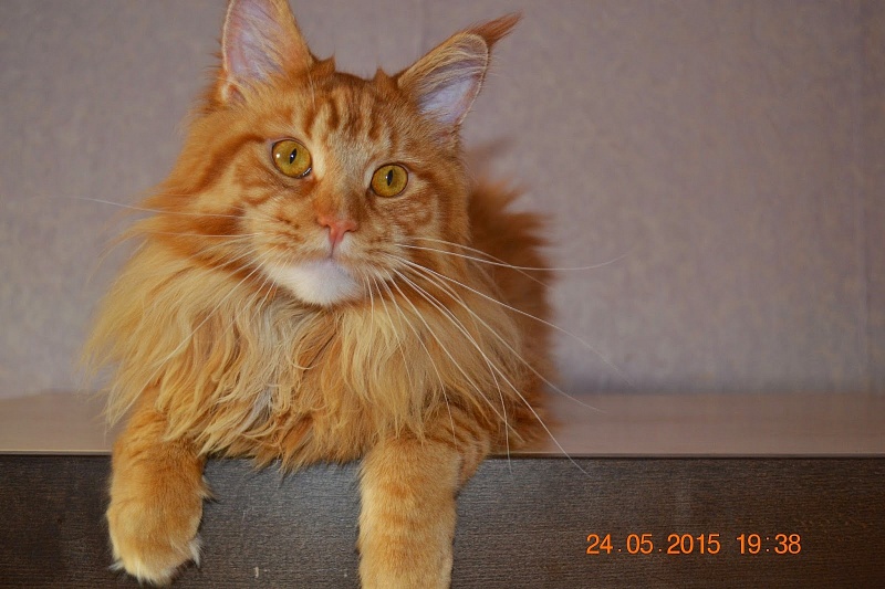 Force of Life Never Let Me Go - maine-coon