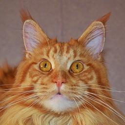 Force of Life Never Let Me Go