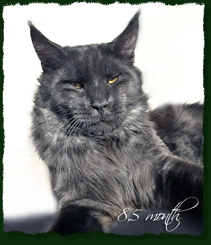 Demmis Roussos Pellumia - мейн-кун 25.10.2009