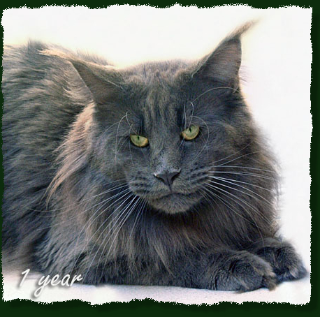 Langstteich's El Corazón - Дорослий мейн-кун 1 рік 1 місяць 2,5 тижні