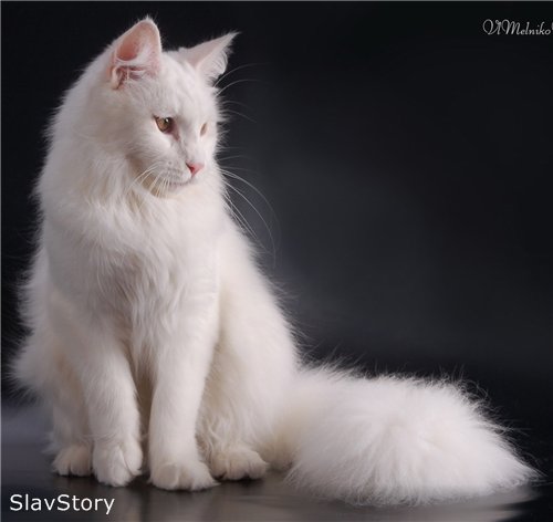 Alabama Slav Story - мейн-кун