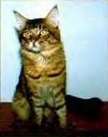 Megacoon Rocking Cyrus - мейн-кун