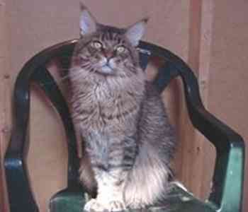 Megacoon Rocking Cyrus - мейн-кун