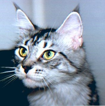 Dorwill Jolene of Willowplace - мейн-кун