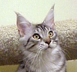 Willowplace Okefenokee - мейн-кун