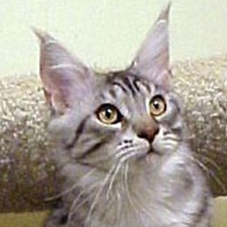 Willowplace Okefenokee