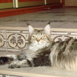 Willowplace Forest Queen