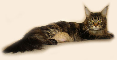 Lioncoon Foxy - maine-coon