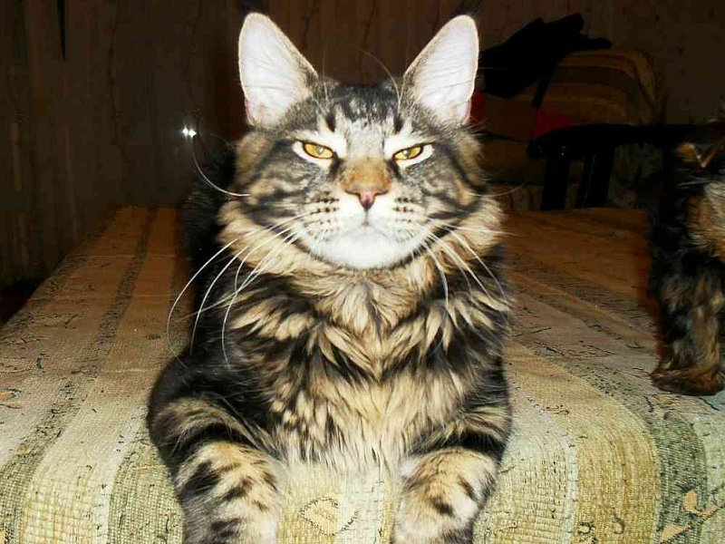 Bombey Lord Coon - maine-coon