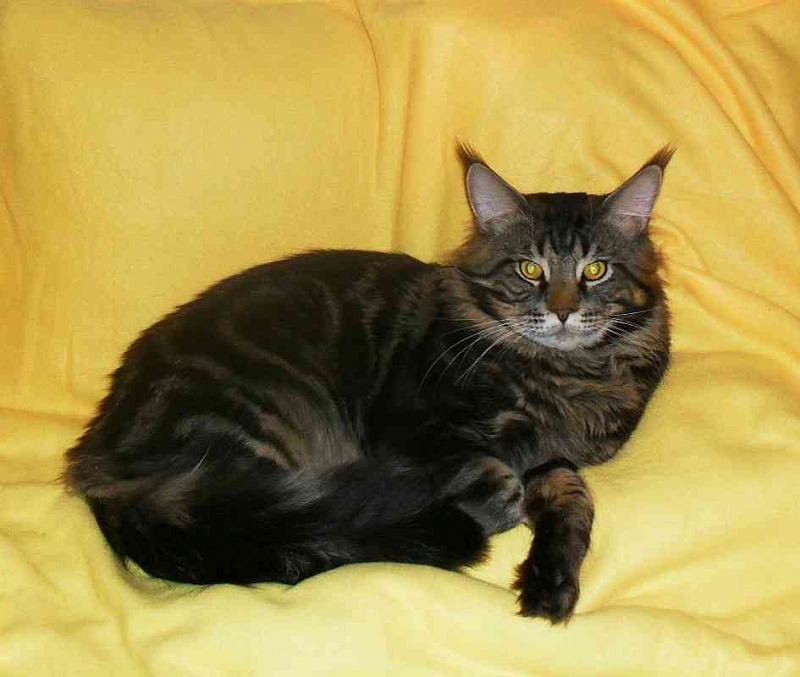 Bombey Lord Coon - maine-coon