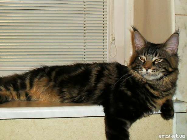 Bombey Lord Coon - maine-coon