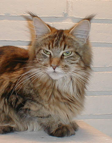 Karisma Exiting Xenia - мейн-кун