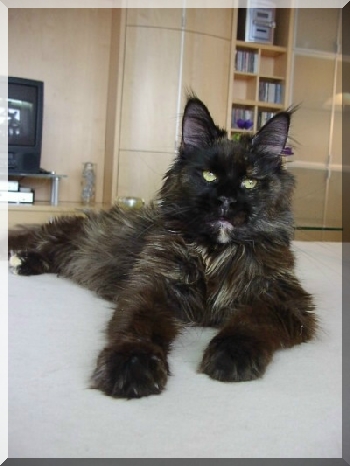 Xena of Gentle Lions - Дорослий мейн-кун 3 роки 9 місяців 3 тижні