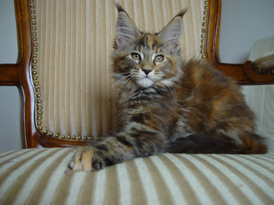 Alwaro Meg Ryan - Kitten maine-coon 2 months 3 weeks