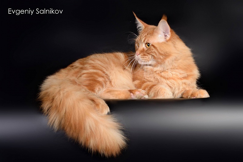 Velvet Constellation Peter Faberge - maine-coon